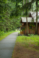 asphalt path in woodland