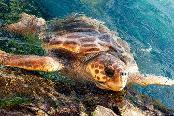leatherback turtle at the aquarium