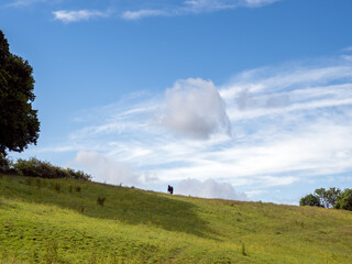 Obraz premium Rolling pasture land at Kingscote in West Sussex on a sunny summer day