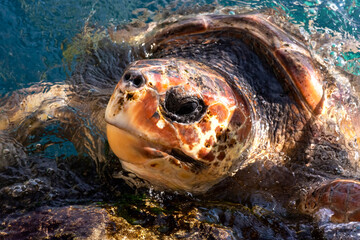 grumpy leatherback turtle at the aquarium