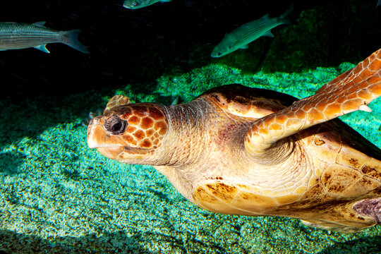 leatherback turtle swimming