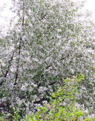 tree bloom white flower green spring