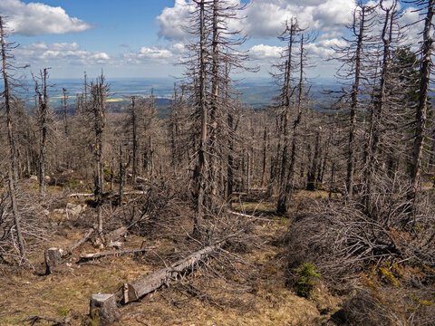 Vertrockneter Wald am S&uuml;dhang des Brocken im Harz
