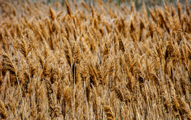 Fototapeta premium Field of Golden Grass