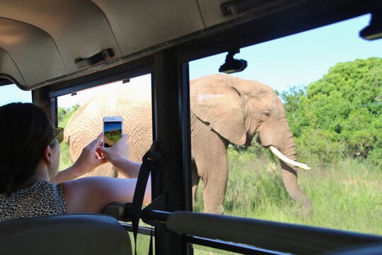 A tourist photographs an elefant out of a safari jeep. Addo Elephant National Park, South Africa.