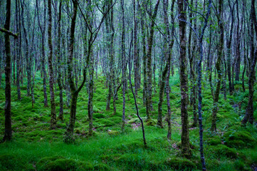 Moss Covered Wood