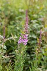 Rosebay Willowherb (Epilobium angustifolium) flowering by a roadside near East Grinstead