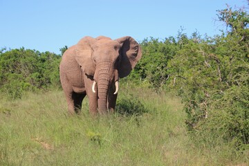 Obraz premium Portrait of a walking Elephant in the Addo Elephant National Park, near Port Elizabeth. South Africa, Africa.