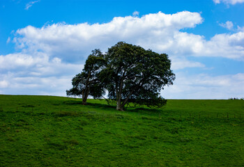 Fototapeta na wymiar Tree in the Middle of a Field
