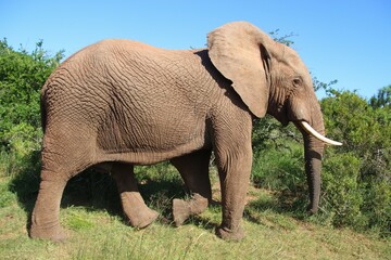 Fototapeta na wymiar Portrait of a walking Elephant in the Addo Elephant National Park, near Port Elizabeth. South Africa, Africa.