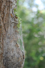 Eichenprozessionsspinner auf Nest mit Brennhaaren