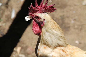 
rooster of the place