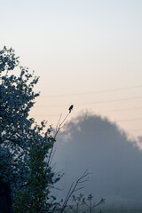 Bird on branch at sunrise