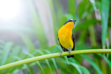 ycatcher, Korean flycatcher or tricolor flycatcher (Ficedula zanthopygia)