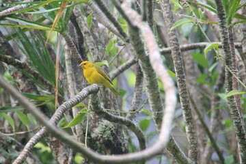 bird in its natural dwelling