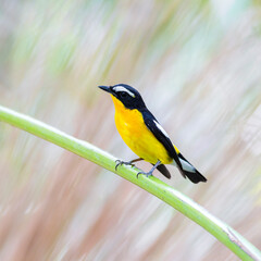 Obraz premium ycatcher, Korean flycatcher or tricolor flycatcher (Ficedula zanthopygia)