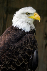 american bald eagle