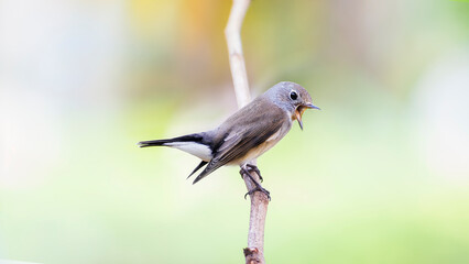 Taiga Flycatcher or Red-throated Flycatcher (Ficedula albicilla)