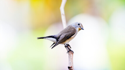 Taiga Flycatcher or Red-throated Flycatcher (Ficedula albicilla)