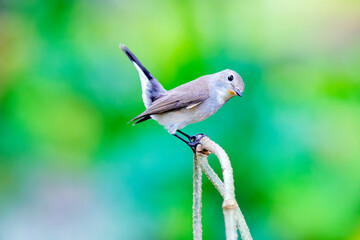 Taiga Flycatcher or Red-throated Flycatcher (Ficedula albicilla)