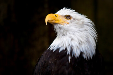 portrait of a bald eagle