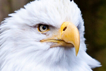 portrait of a bald eagle