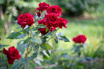 Fototapeta na wymiar Roses after rain