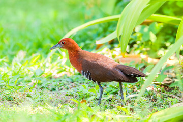 The slaty-legged crake or banded crake (Rallina eurizonoides) is a waterbird in the rail and crake family, Rallidae.

