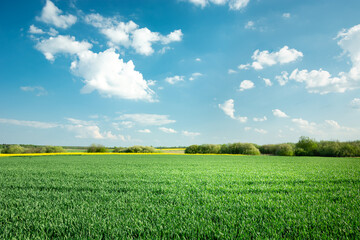 Obraz premium Fresh green field with grain and white clouds on blue sky