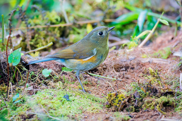 Red-flanked Bluetail, Orange-flanked Bush Robin, Bluestart