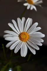 Beautiful daisy with white petals and yellow pistil