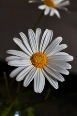 Fototapeta premium Beautiful daisy with white petals and yellow pistil