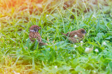 Scaly-breasted Munia and Sparrow on the grass.