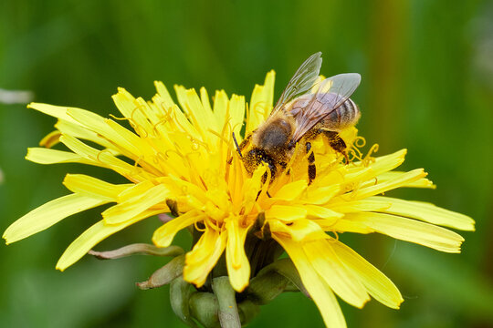 Adult honey bee collects pollen and nectar on a yellow dandelion. Close up of honeybee and dandelion on green background.
