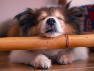 dog lying on the floor