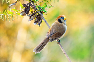Spot-breasted Parrotbill (Paradoxornis guttaticollis)