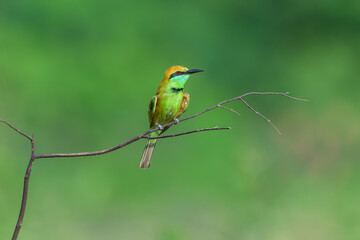 Blue-tailed bee-eater bird on the branch