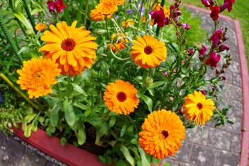Ringelblumen