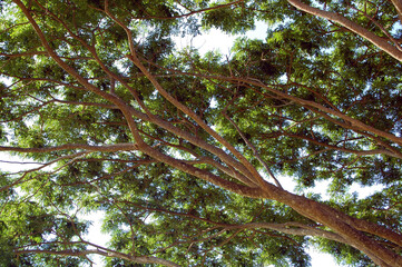 Green leaves in branches of tree during daytime out of town