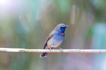 The rufous-gorgeted flycatcher is a species of bird in the family Muscicapidae.
