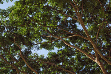 Green leaves in branches of tree during daytime out of town