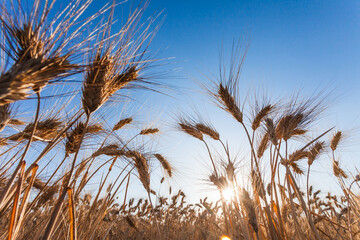 Wheat field at sunset in the Spanish countryside in spring. Selective focus.