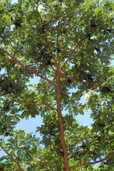 Green leaves in branches of tree during daytime out of town
