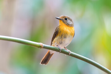 The hill blue flycatcher (Cyornis banyumas) is a species of bird in the family Muscicapidae.
