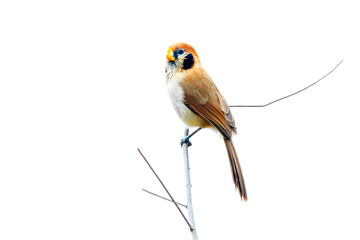 Spot-breasted Parrotbill (Paradoxornis guttaticollis) isolate on white