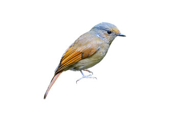 Female of large niltava (Niltava grandis) isolate on white