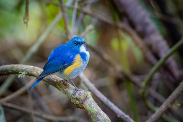 Red-flanked Bluetail, Orange-flanked Bush Robin, Bluestart