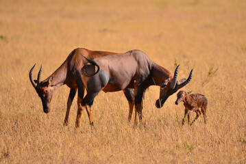 Topi and newborn calf from Masai Mara