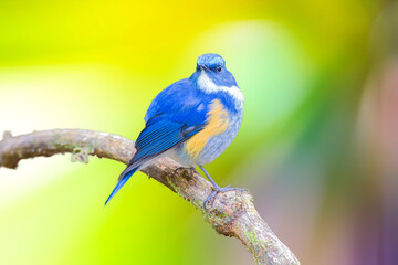Red-flanked Bluetail, Orange-flanked Bush Robin, Bluestart