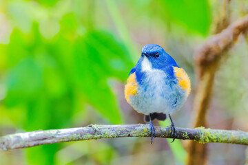 Red-flanked Bluetail, Orange-flanked Bush Robin, Bluestart
